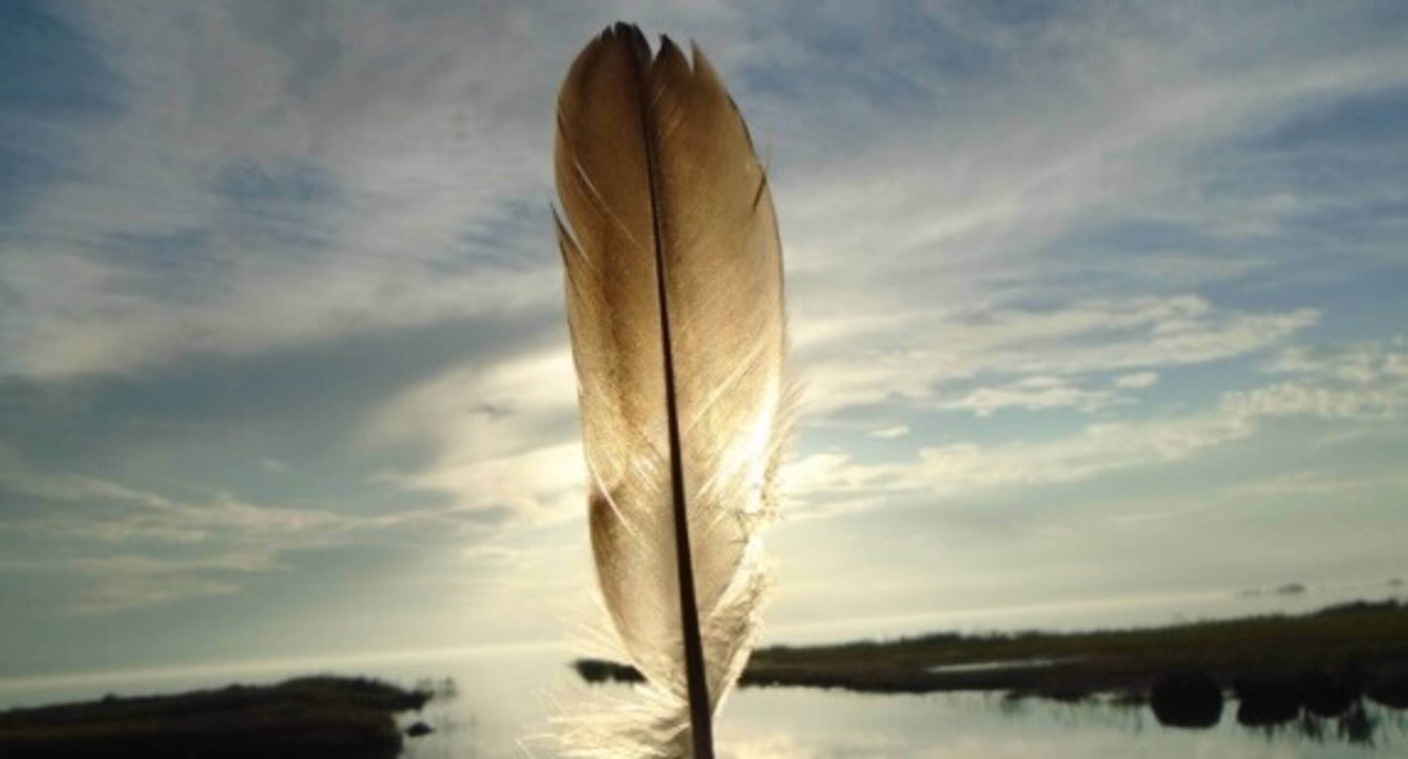 Feather held up against the sun