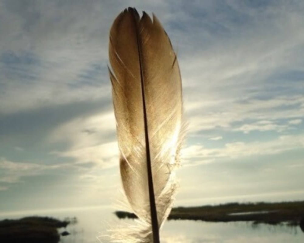 Feather held up against the sun