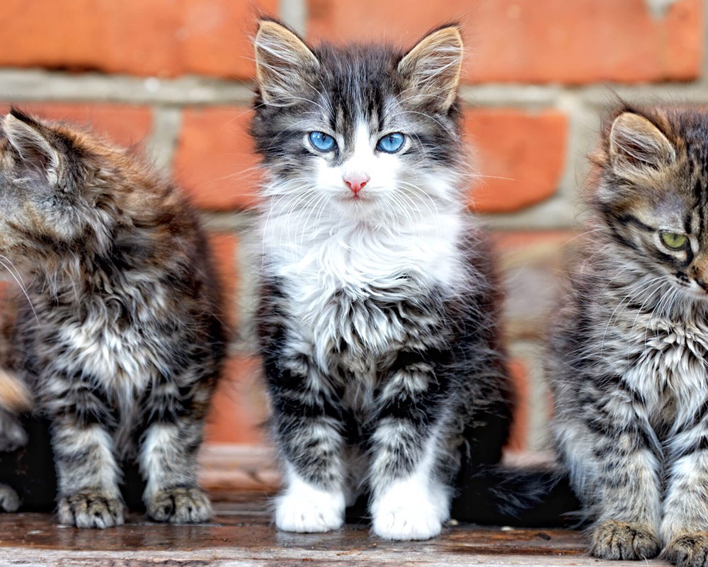 Three kittens, trying to run the world.