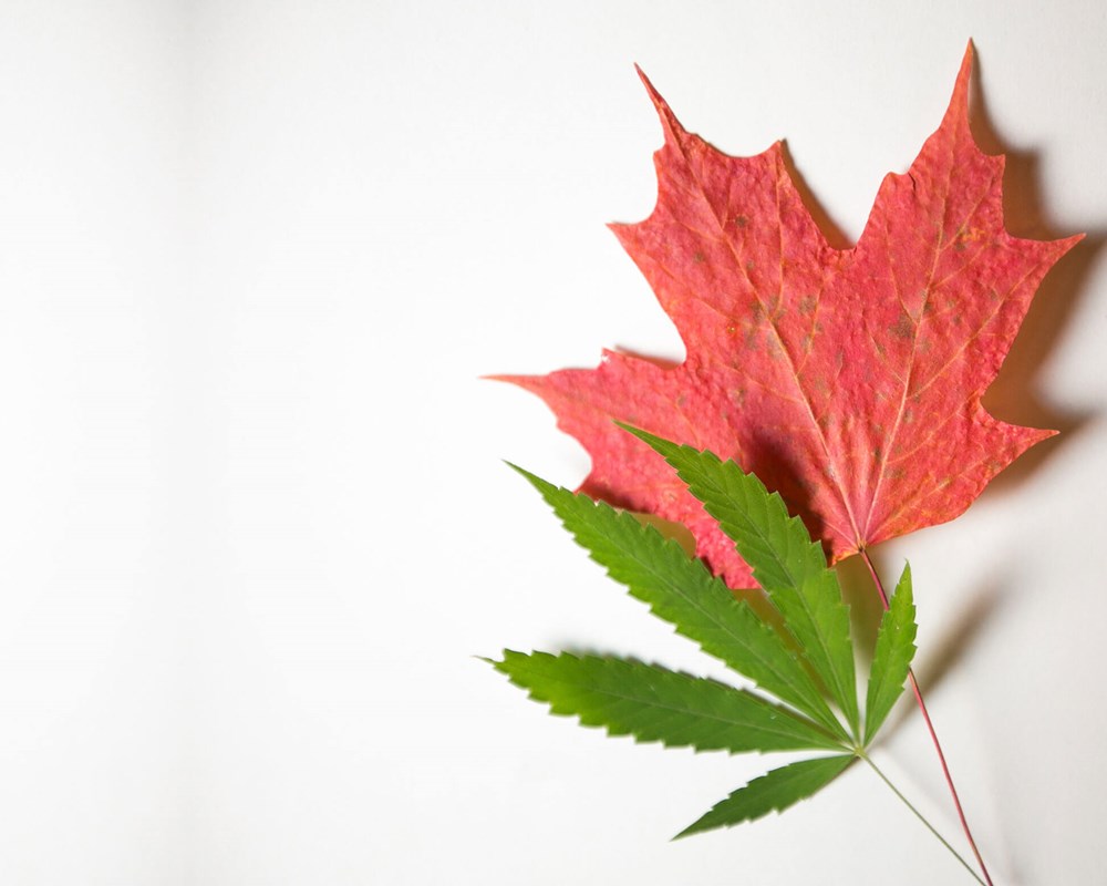 Photo of a cannabis leaf and a maple leaf