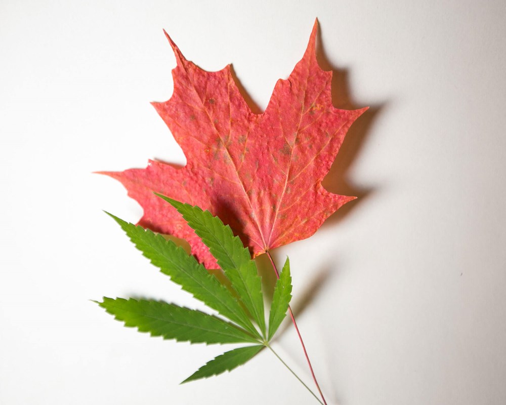 Photo of a cannabis leaf and a maple leaf