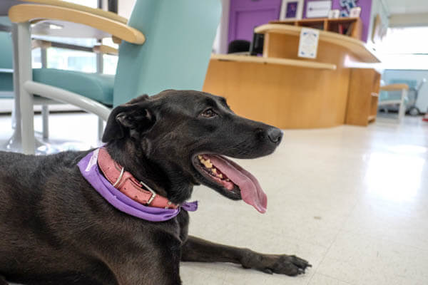 A black dog lying down with it's tongue out, with a light purple cloth tied around it's neck. 