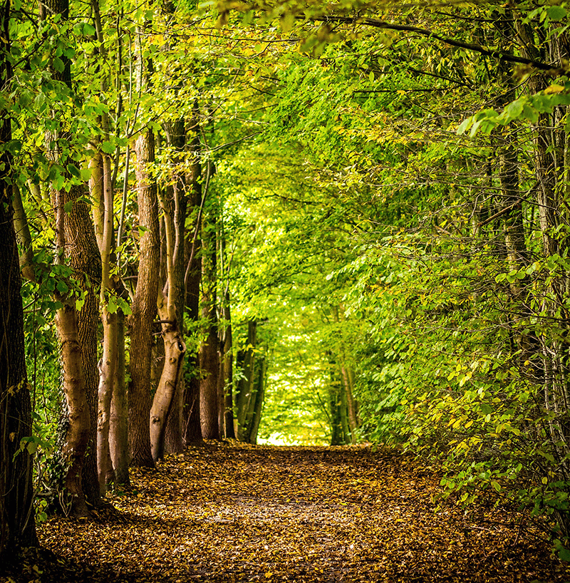 Forest path